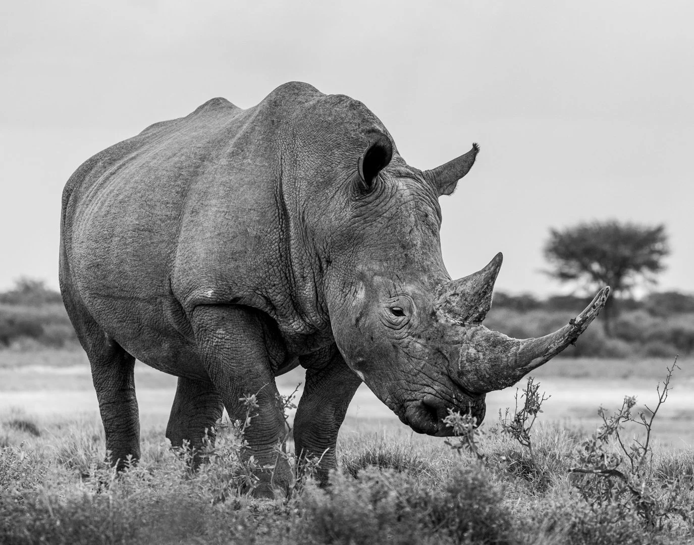 A-Animals-Print-Honour---Twiggy-Daniels---Last-Rhino-horn-in-the-park