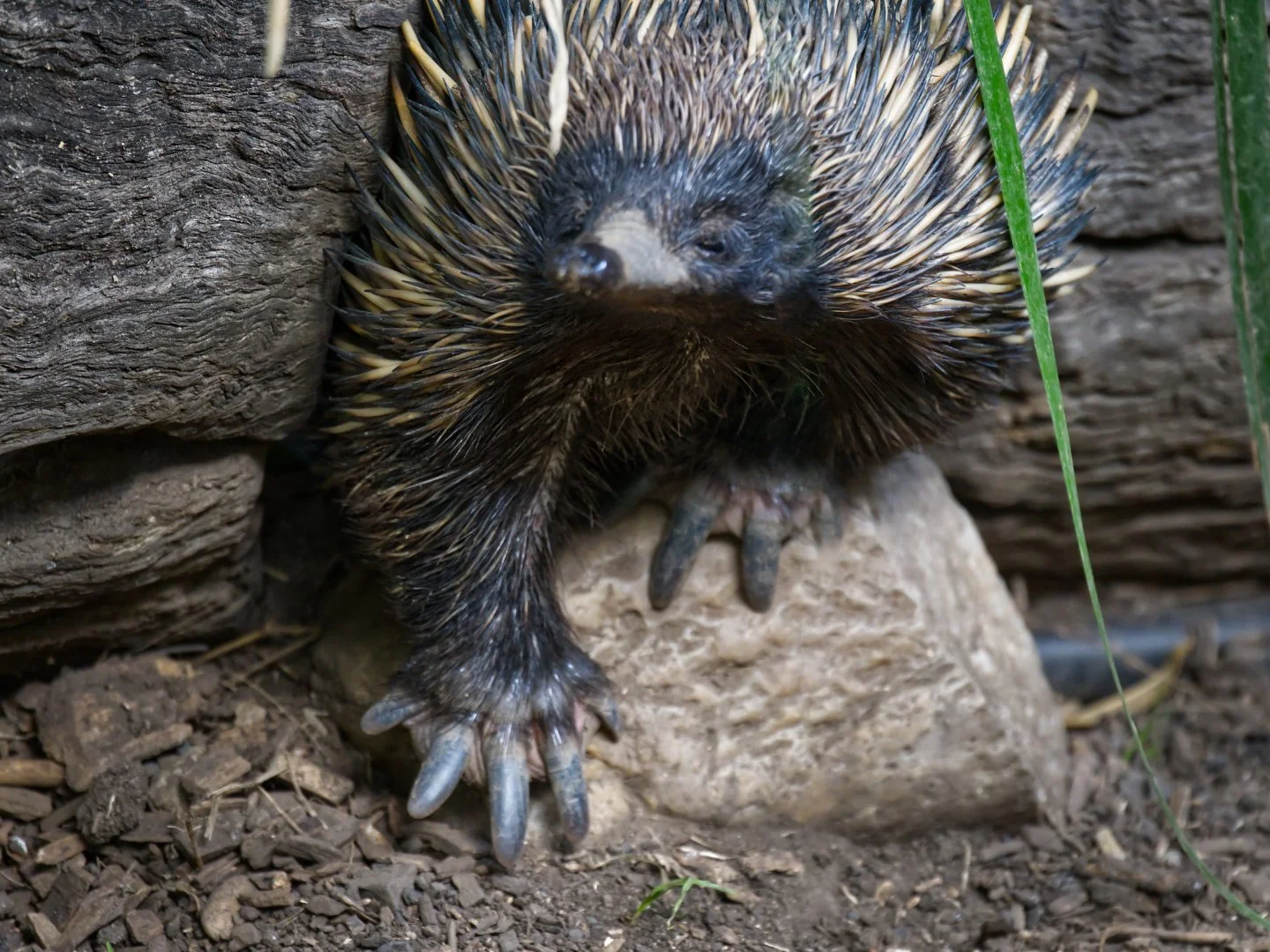 2026PhotoShootFebPeterMoodieEmerging Echidna.jpg