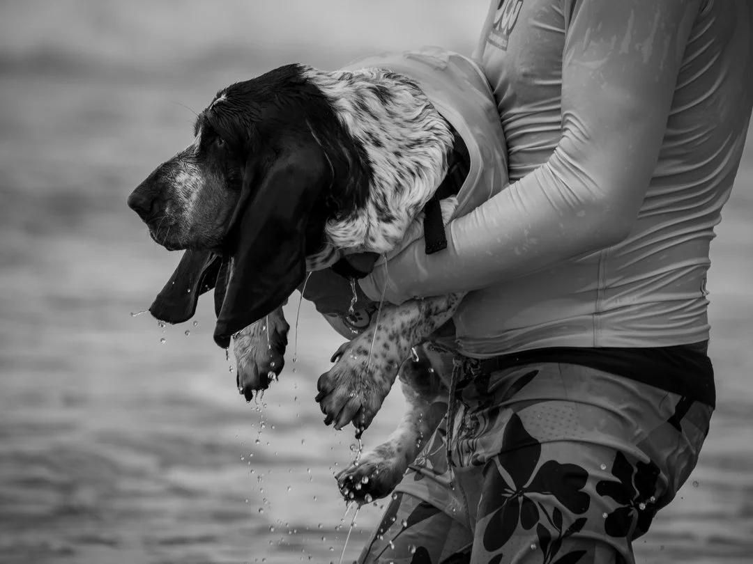 May26-A-Open-DPI-Merit---Jasmine-Westerman---Dripping-Drenched-Dog.jpg