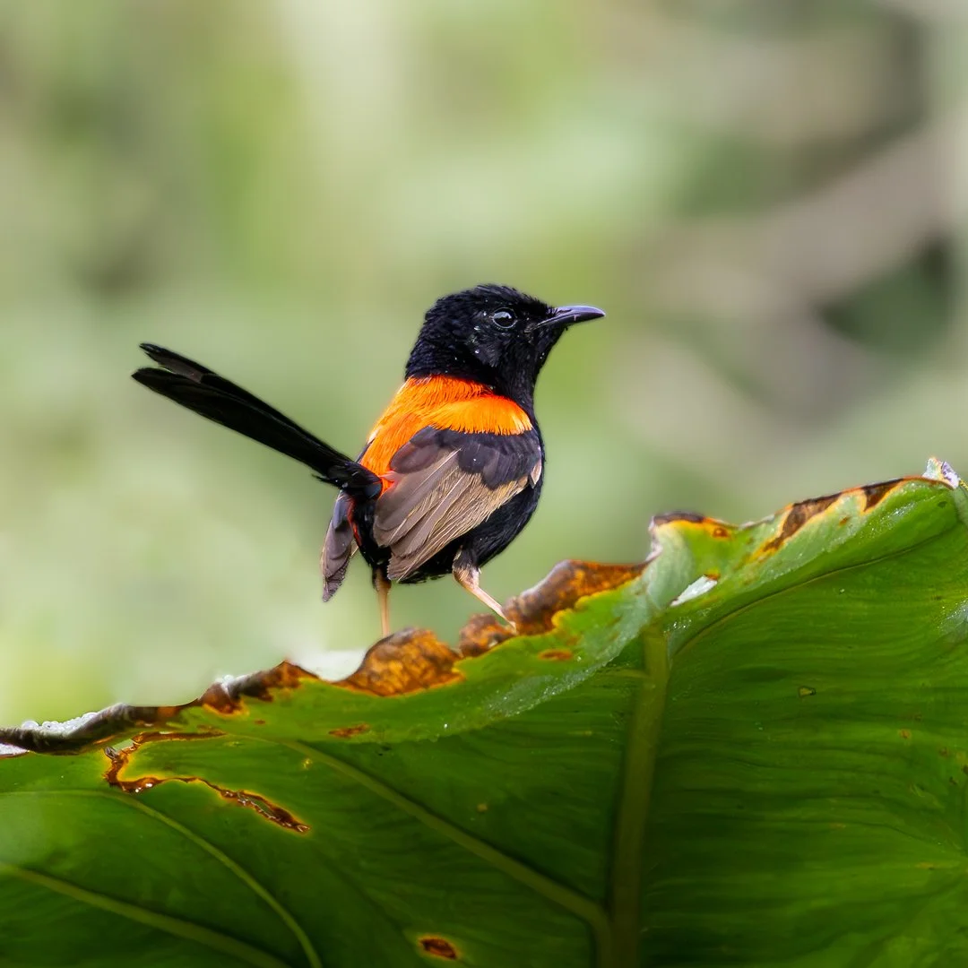 AB-Animals-Print-Honour---Brian-Moyle---Ember-on-the-Edge