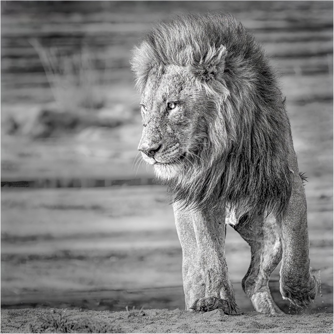 A-Animals-Print-Merit---Martin-Riley---River-Exit