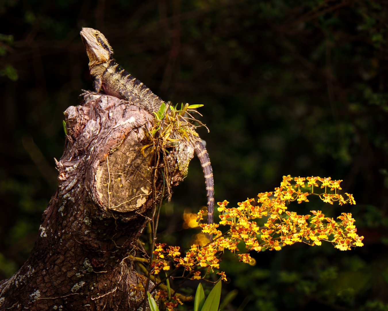 B-Animals-Print-Merit---Byron-Watkins---The-Lady-and-The-Dragon