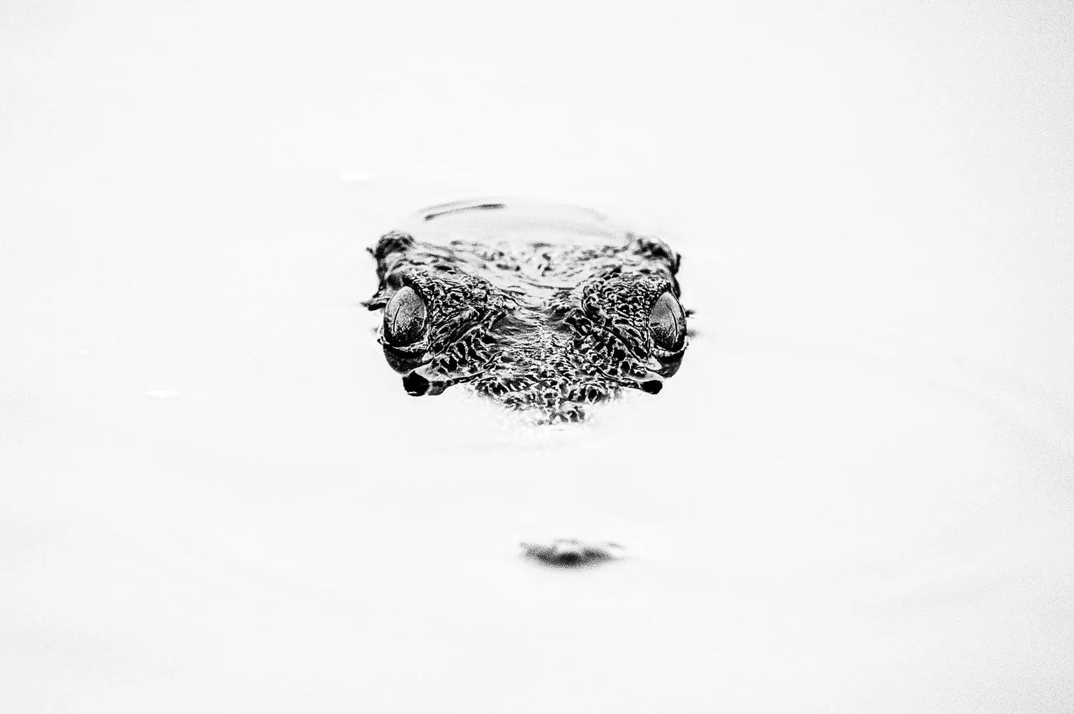 AB-Animals-Print-Honour---Brian-Stenzel---The-Eyes-Have-It