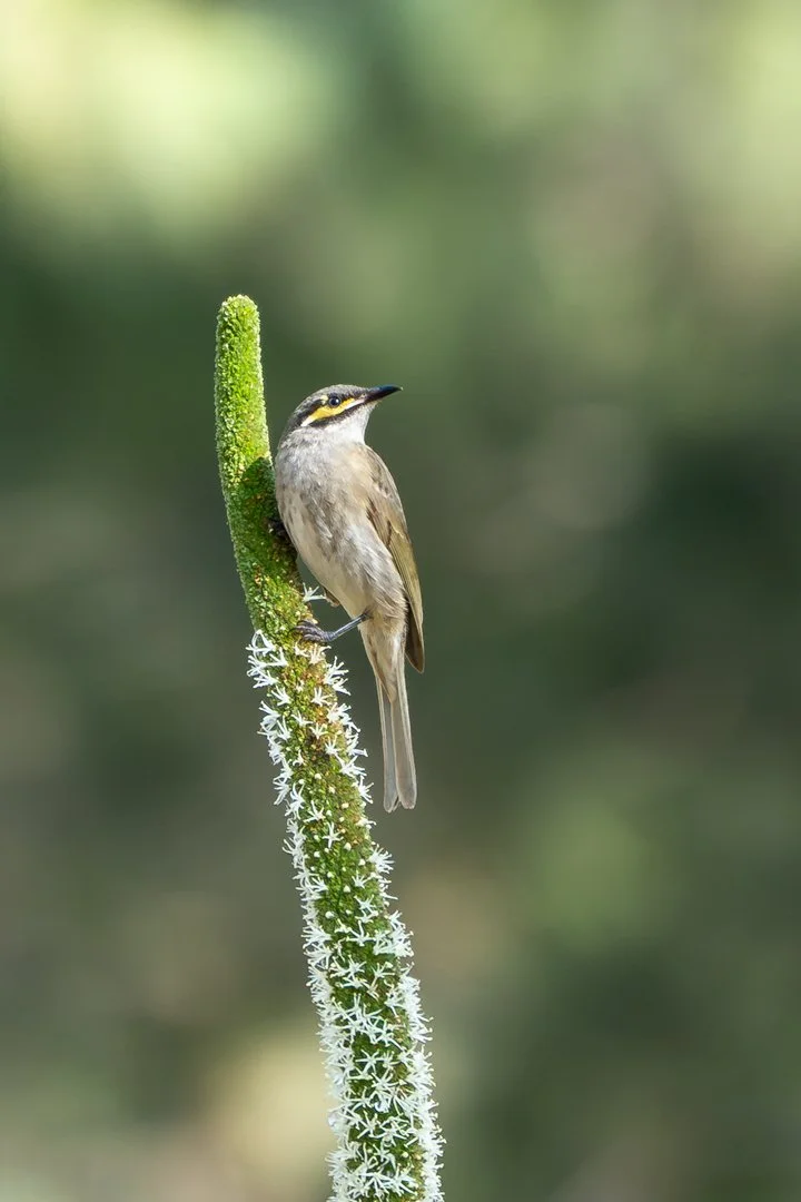 A-Animals-Print-Merit---Anne-Pappalardo---A-brief-repose