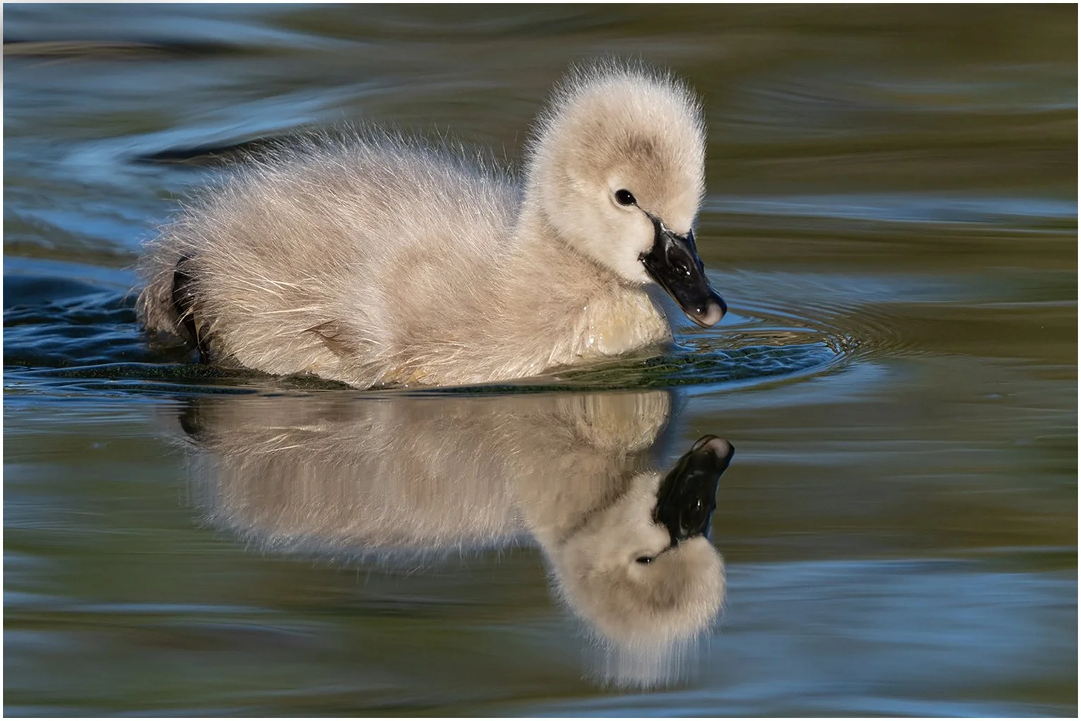 May26-A-Open-DPI-Merit---Lynda-Davidson---Reflected-Cygnet