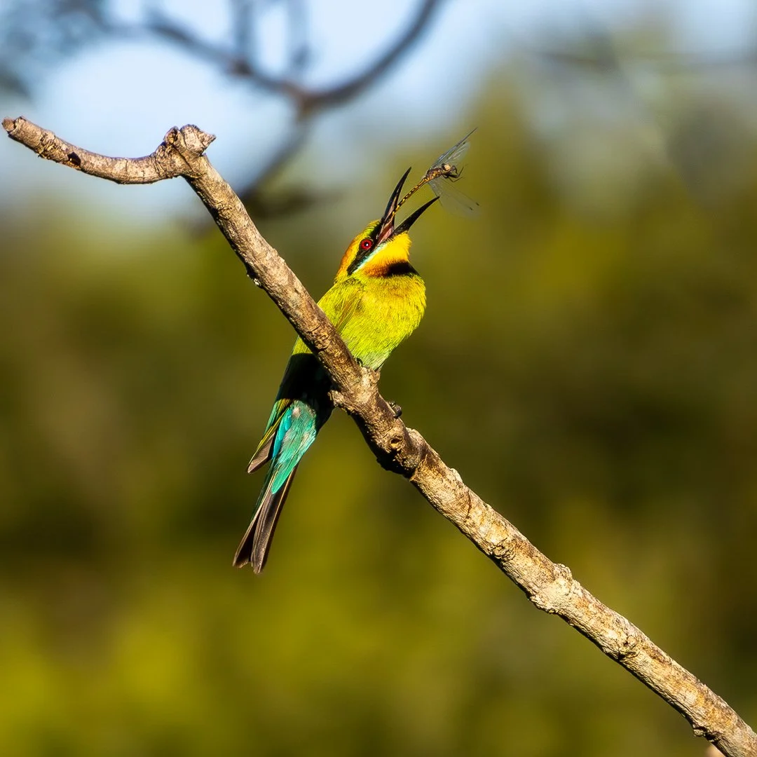 AB-Animals-Print-Honour---Brian-Moyle---Catch-of-the-Day