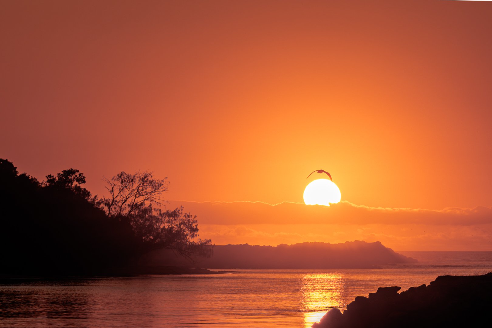   A Open Print Merit Tony FitzGerald Golden Globe 