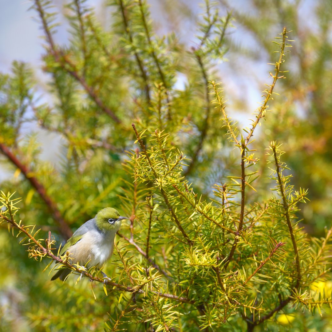 A-Animals-Print-Honour---Mel-Sinclair---Attempting-camouflage