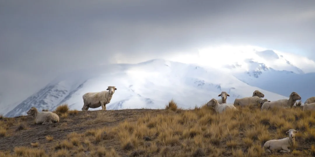 AB-Animals-Print-Honour---Leanne-Sinclair---A-view-baaah-none