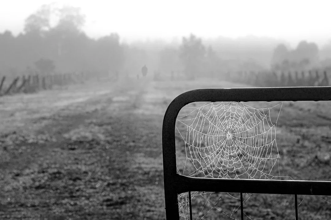 A Open Print Honour Chris Pigott Held by the Mist 