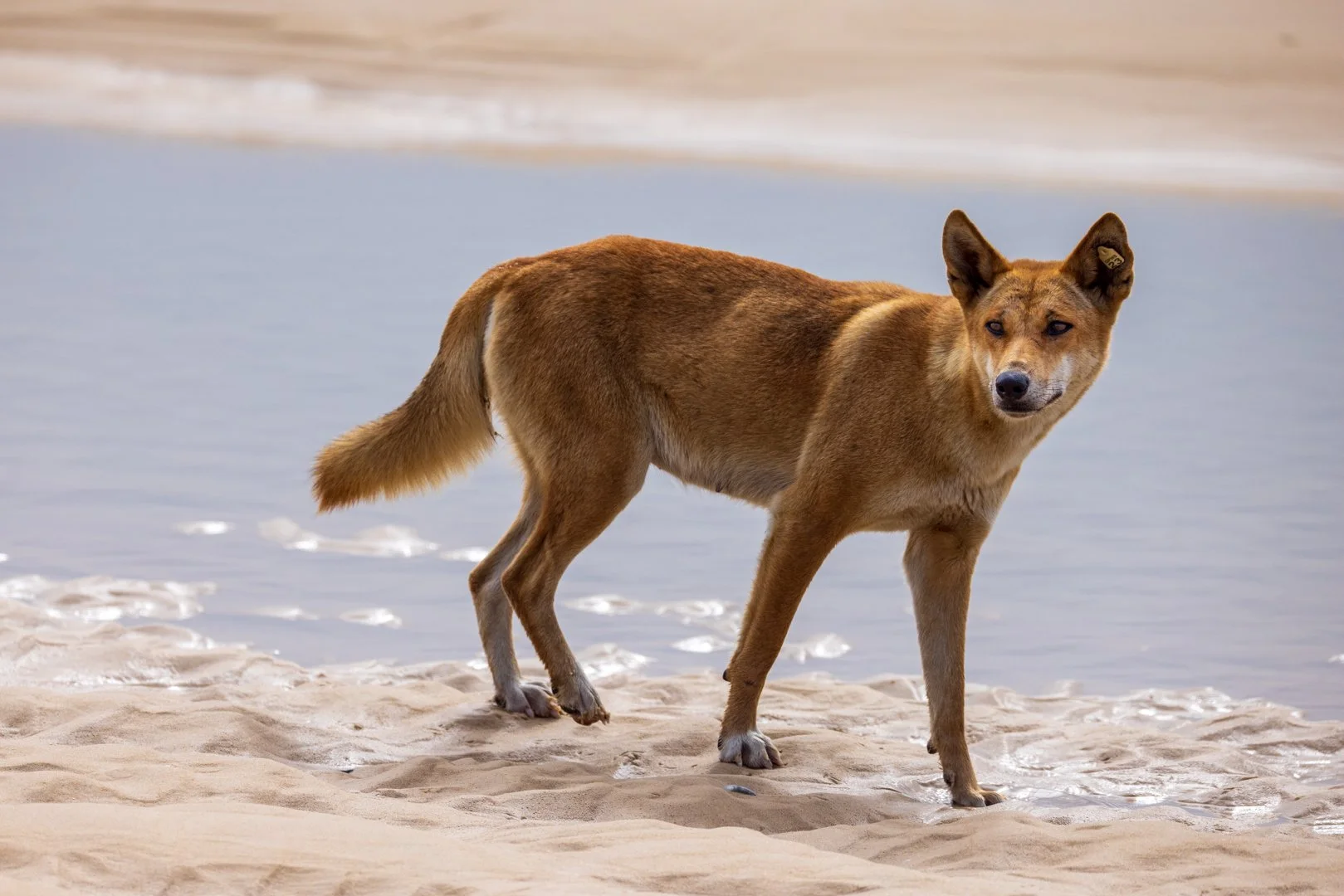 Mar26-A-Animals-Print-Merit---Twiggy-Daniels---Killing-me-is-that-the-answer