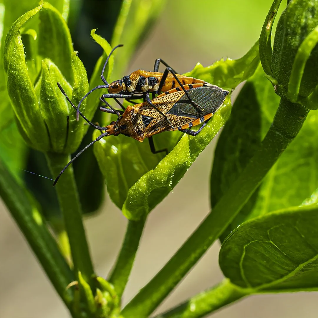 AB-Animals-Print-Merit---Mei-Dymock---Just-Hanging-Out
