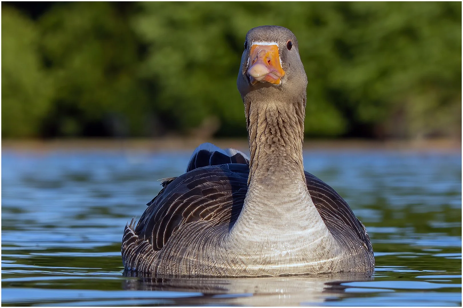 May26-A-Open-DPI-Merit---Lynda-Davidson---Goose-Portrait