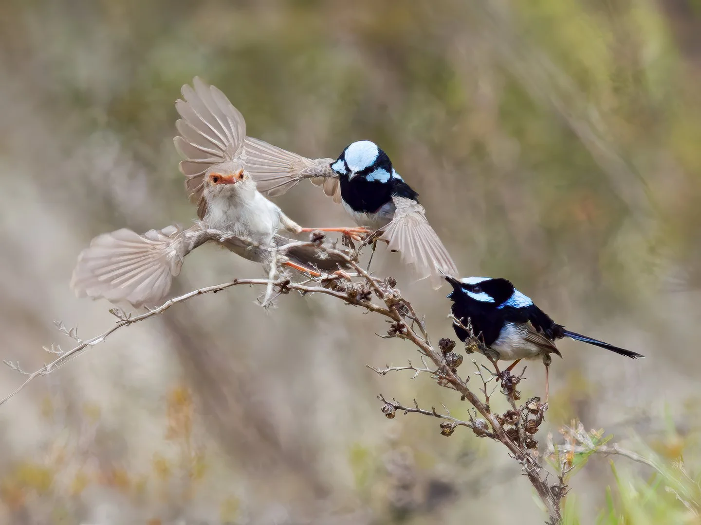 A-Animals-Print-Merit---Harvey-Kramer---Two's-Company