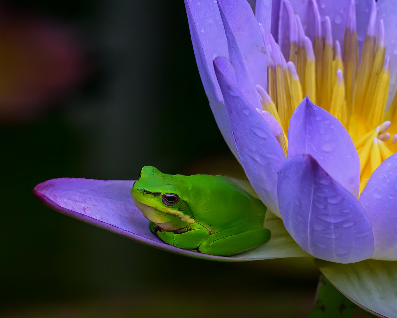 AB-Animals-Print-Honour---Diana-Ketchion---ROOM-WITH-A-VIEW