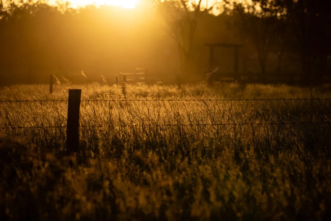 AB-Open-Print-Merit---Kerrie-Wall---Golden-Fence