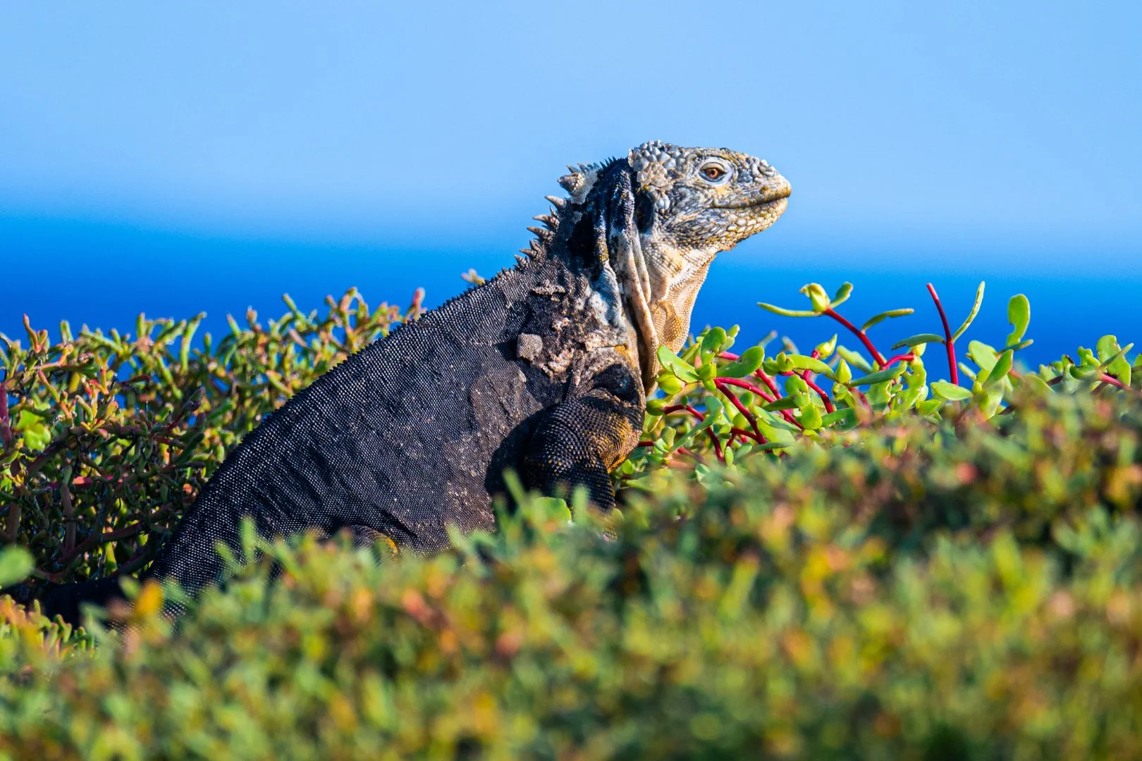 A-Animals-Print-Honour---Peter-Moodie---Iguana-Bakes-in-afternoon-sun