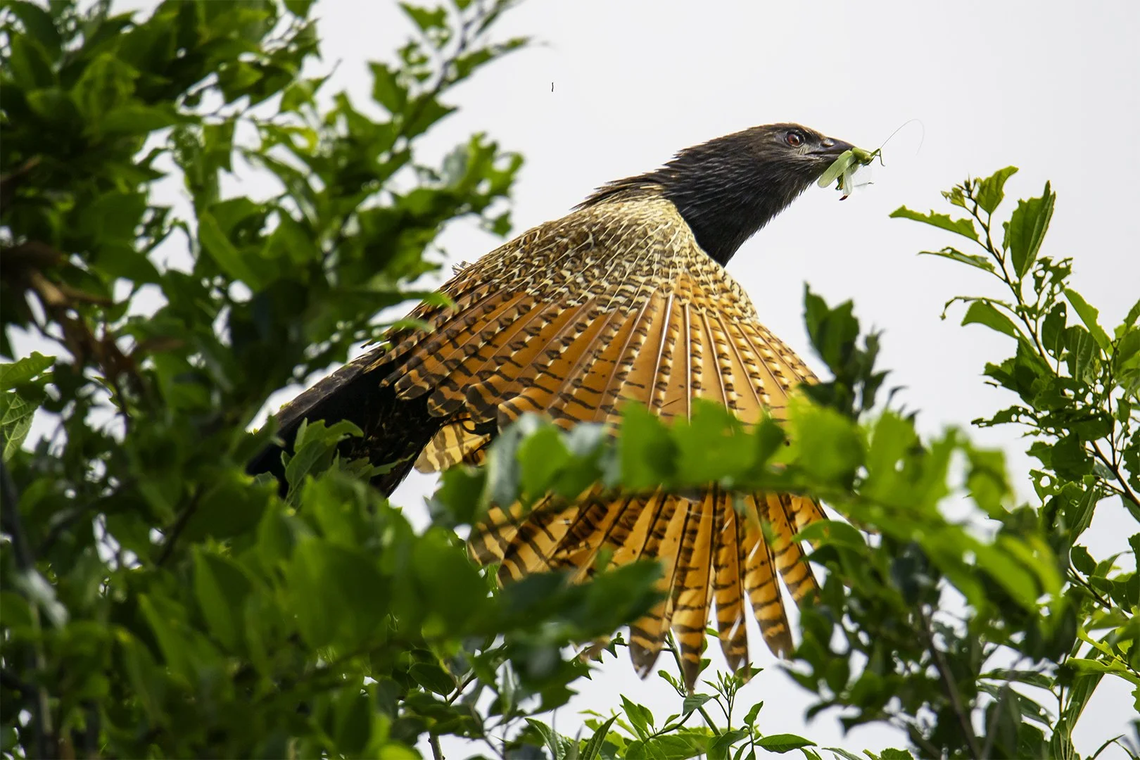 AB-Animals-Print-Merit---Mei-Dymock---Pheasant-with-its-snack