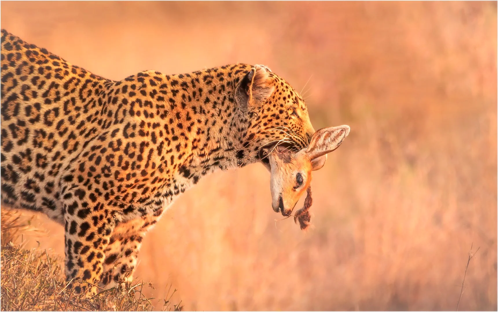 A-Animals-Print-Honour---Martin-Riley---Golden-Hour-Takeaway