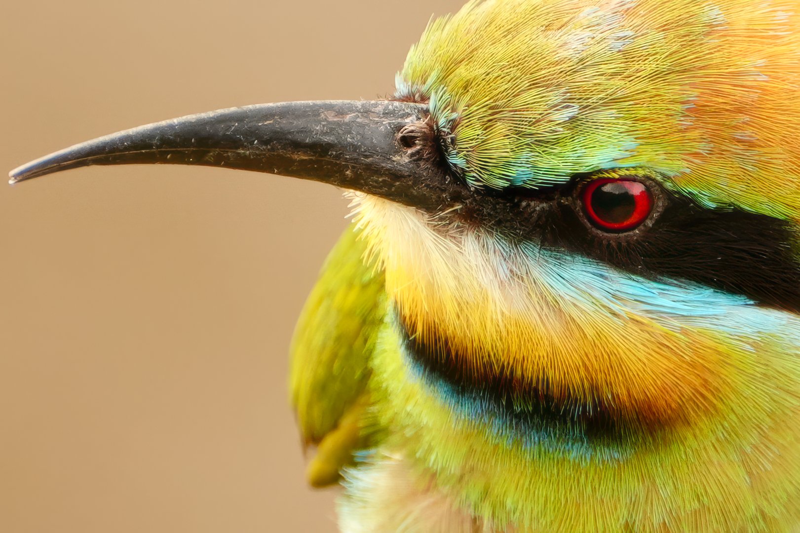 AB-Animals-Print-Merit---Sarah-Jensen---My-Mate-Bob