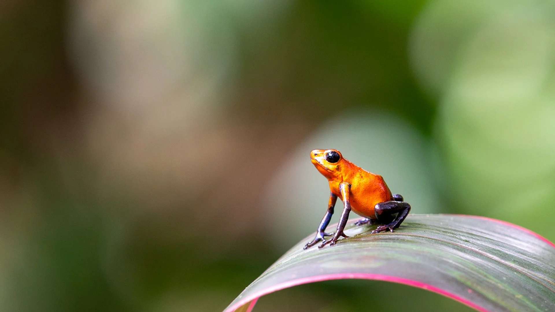 Feb26-A-Open-DPI-Merit---Esther-Andrews---Strawberry-poison-dart-frog.jpg