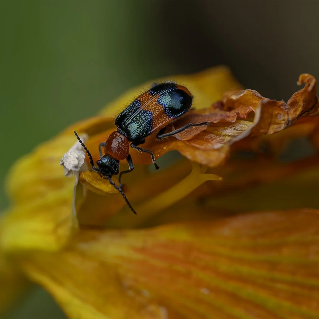 May26-AB-Open-DPI-Honour---Mei-Dymock---Red-and-Blue-on-Orange.jpg