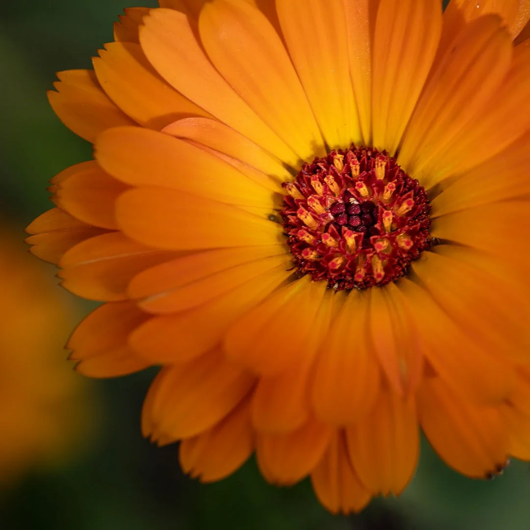 AB-Open-Print-Honour---Kerrie-Wall---Golden-Pulse