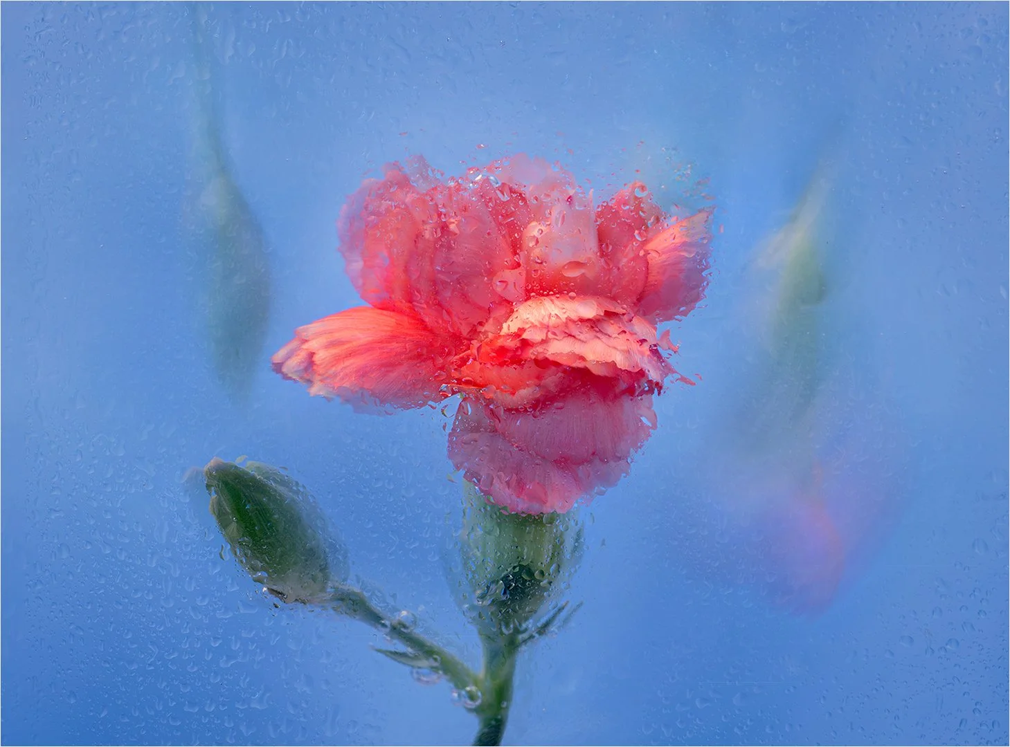 May26-A-Open-DPI-Merit---Gaye-Edwards---Effervescence.jpg