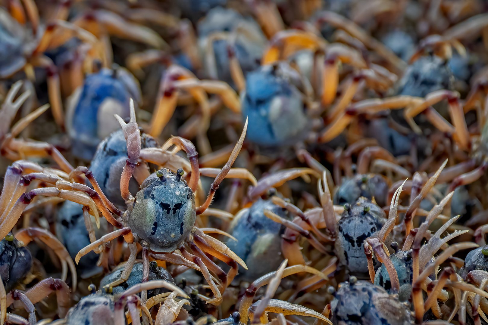 A-Animals-Print-Honour---Lynda-Davidson---Crab-Cluster