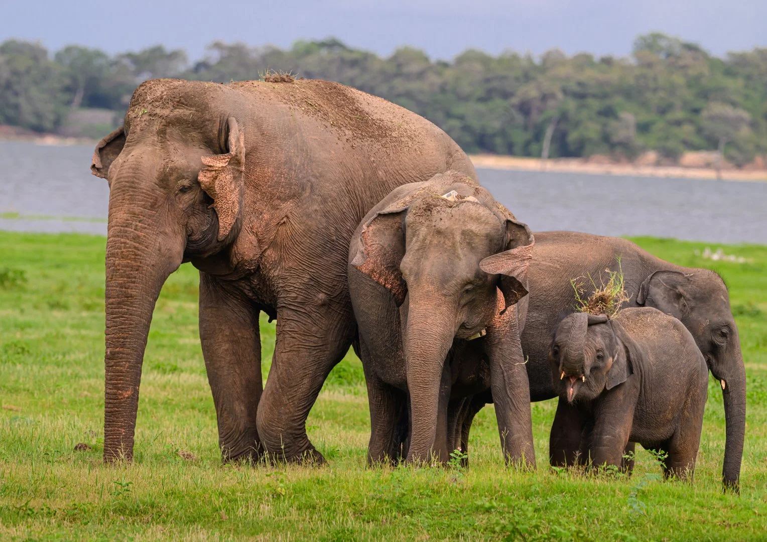 AB-Open-Print-Merit---Diana-Ketchion---FAMILY-BONDING