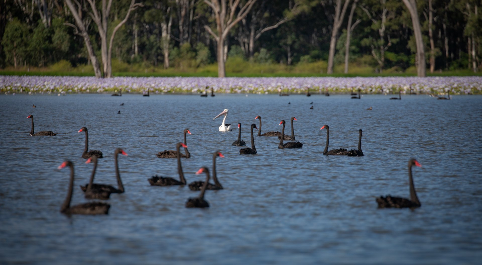 May26-AB-Open-DPI-Merit---Kerrie-Wall---Eminem-Pelican.jpg