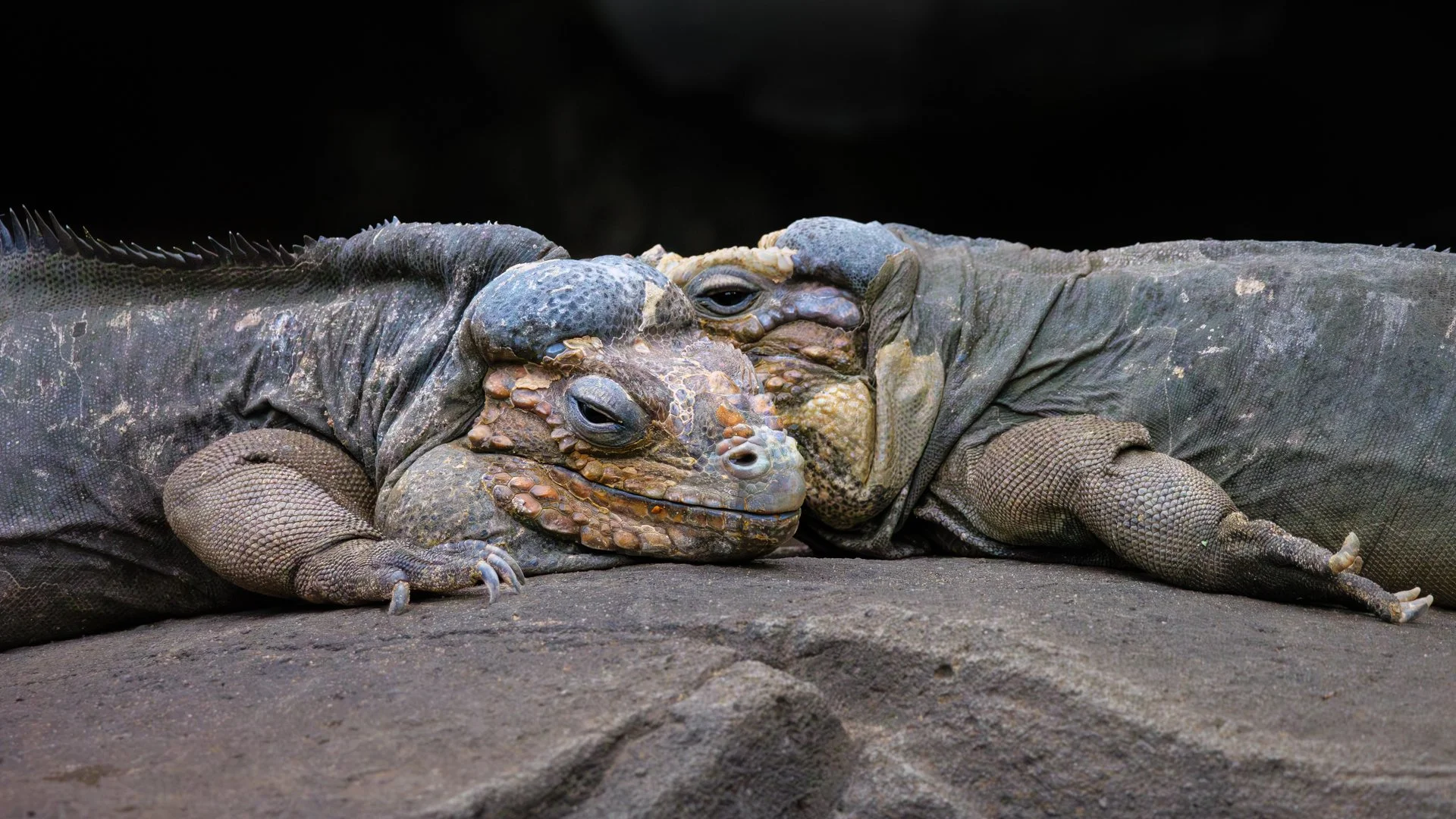 A-Animals-Print-Merit---Elizabeth-Riley---Picassoesque-iguanas