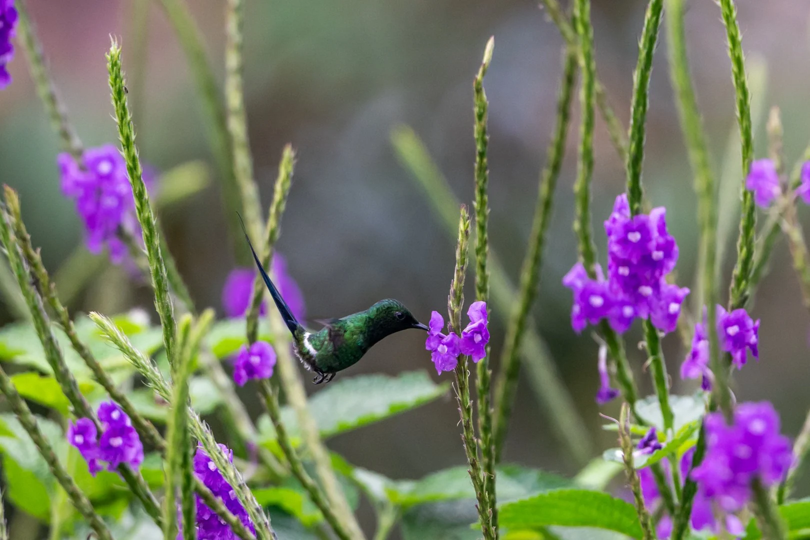 May26-A-Open-DPI-Merit---Esther-Andrews---Green-Thorntail-Hummingbird.jpg
