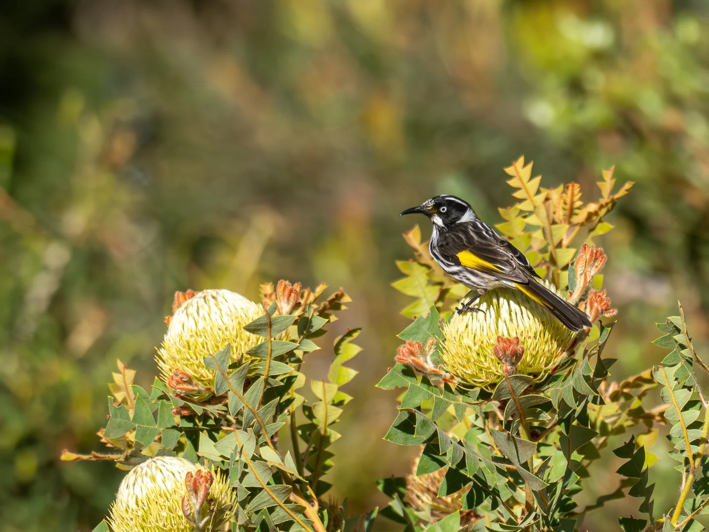 May26-AB-Open-DPI-Honour---Christine-Beecham---In-Search-Of-Nectar.jpg