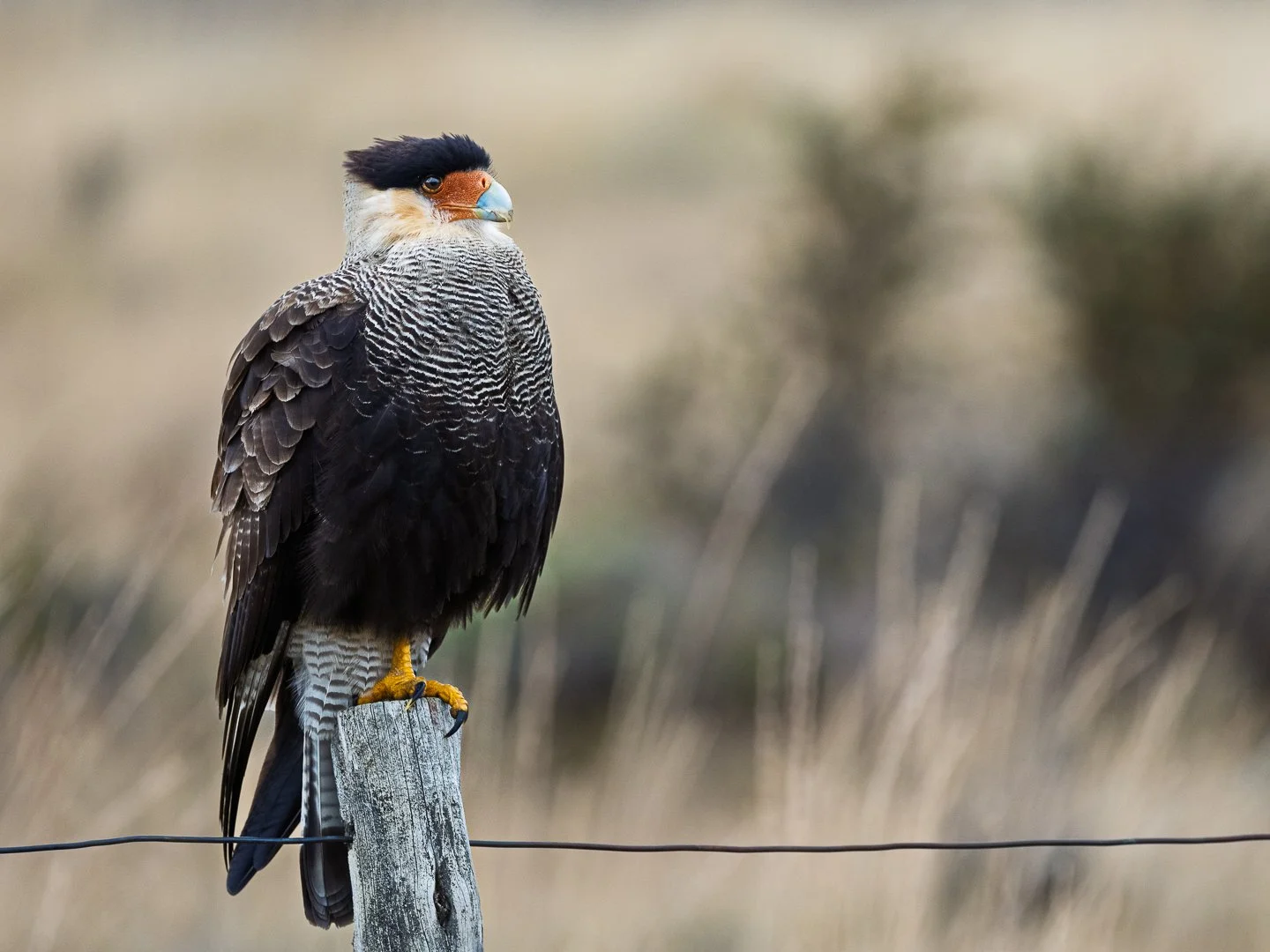 A-Animals-Print-Merit---Ralph-McConaghy---Heck-of-a-tooupe-Barry