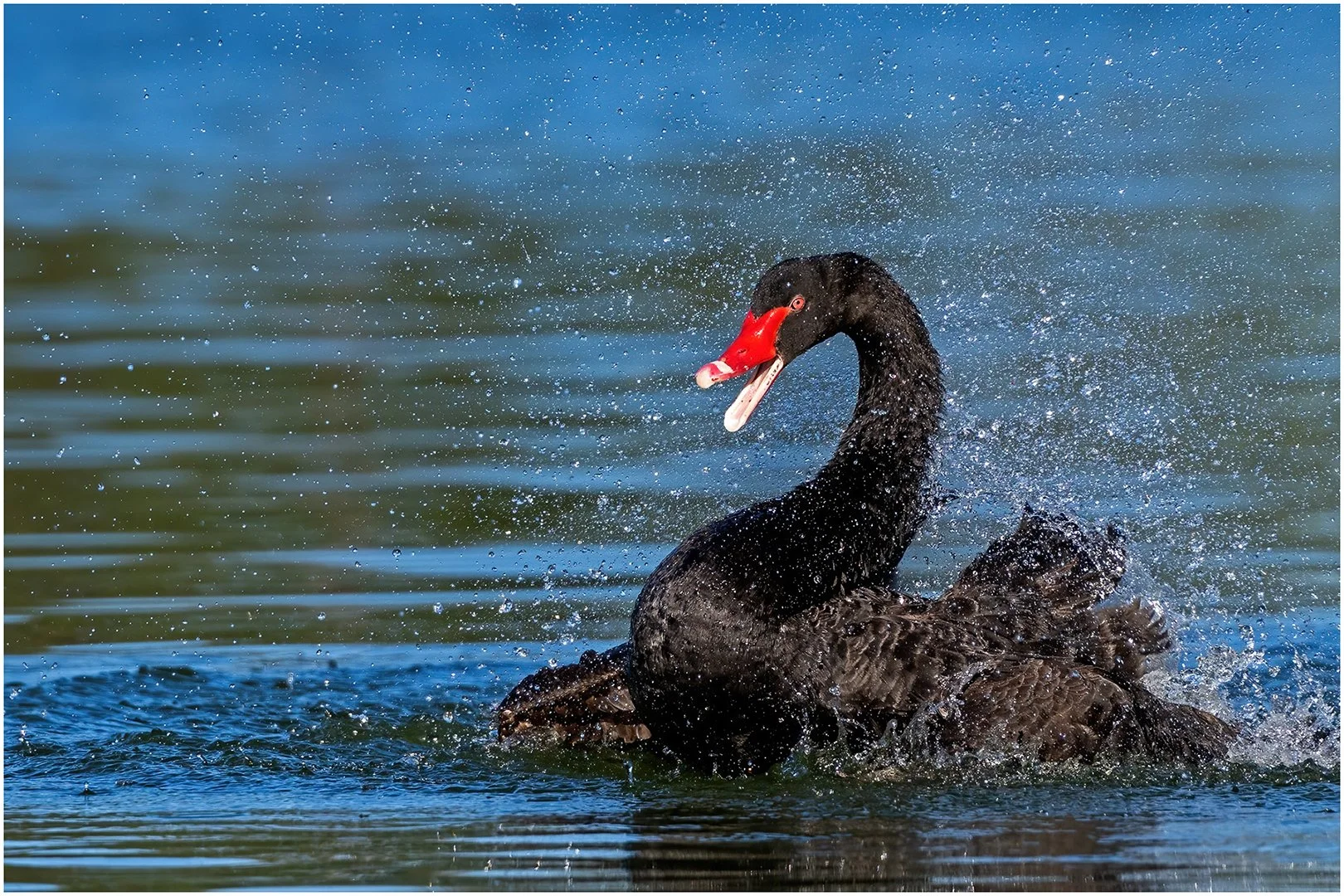 Feb26-A-Open-DPI-Merit---Lynda-Davidson---Black-Swan-Splash.jpg