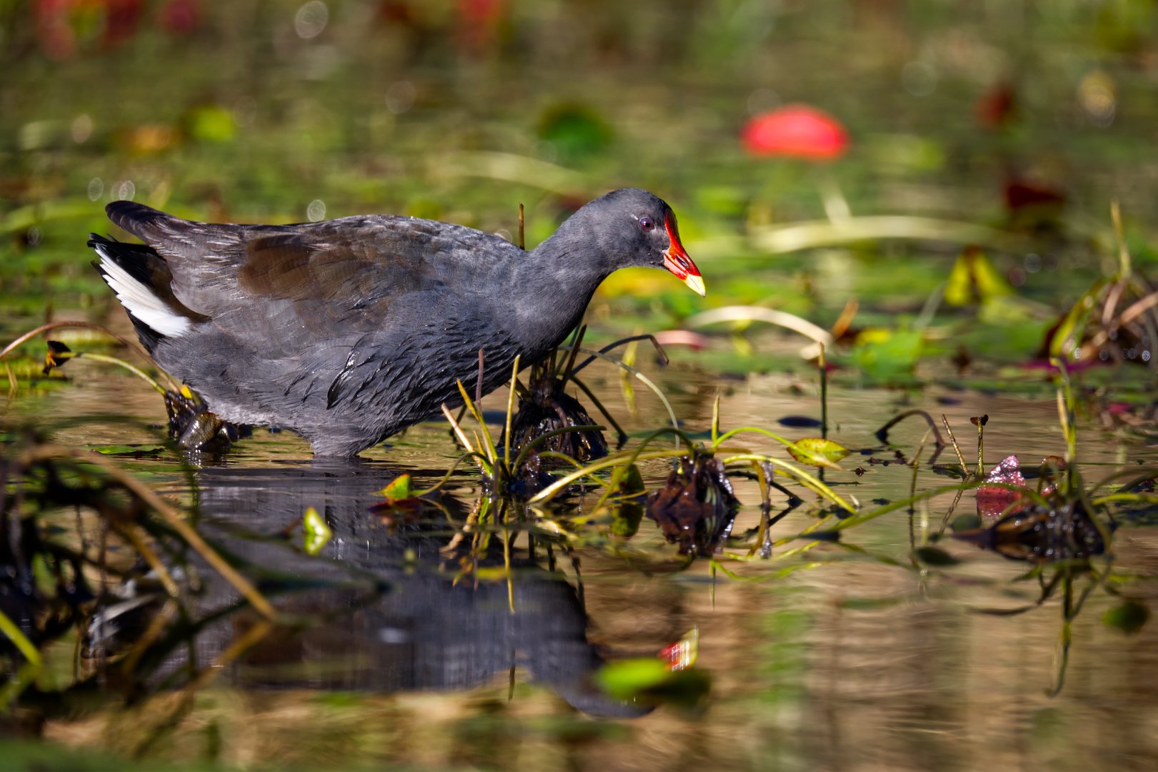 2026PhotoShootFebPeterMoodieDusky Moorhen in reeds.jpg