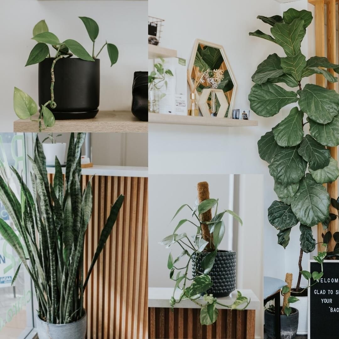 🌿We love all the greenery in our space🌱
.
🪴Apart from improving the air quality @northbeachchiro, A study published in the *Journal of Physiological Anthropology  has shown that indoor plants help to reduce stress levels, and may speed up your rec