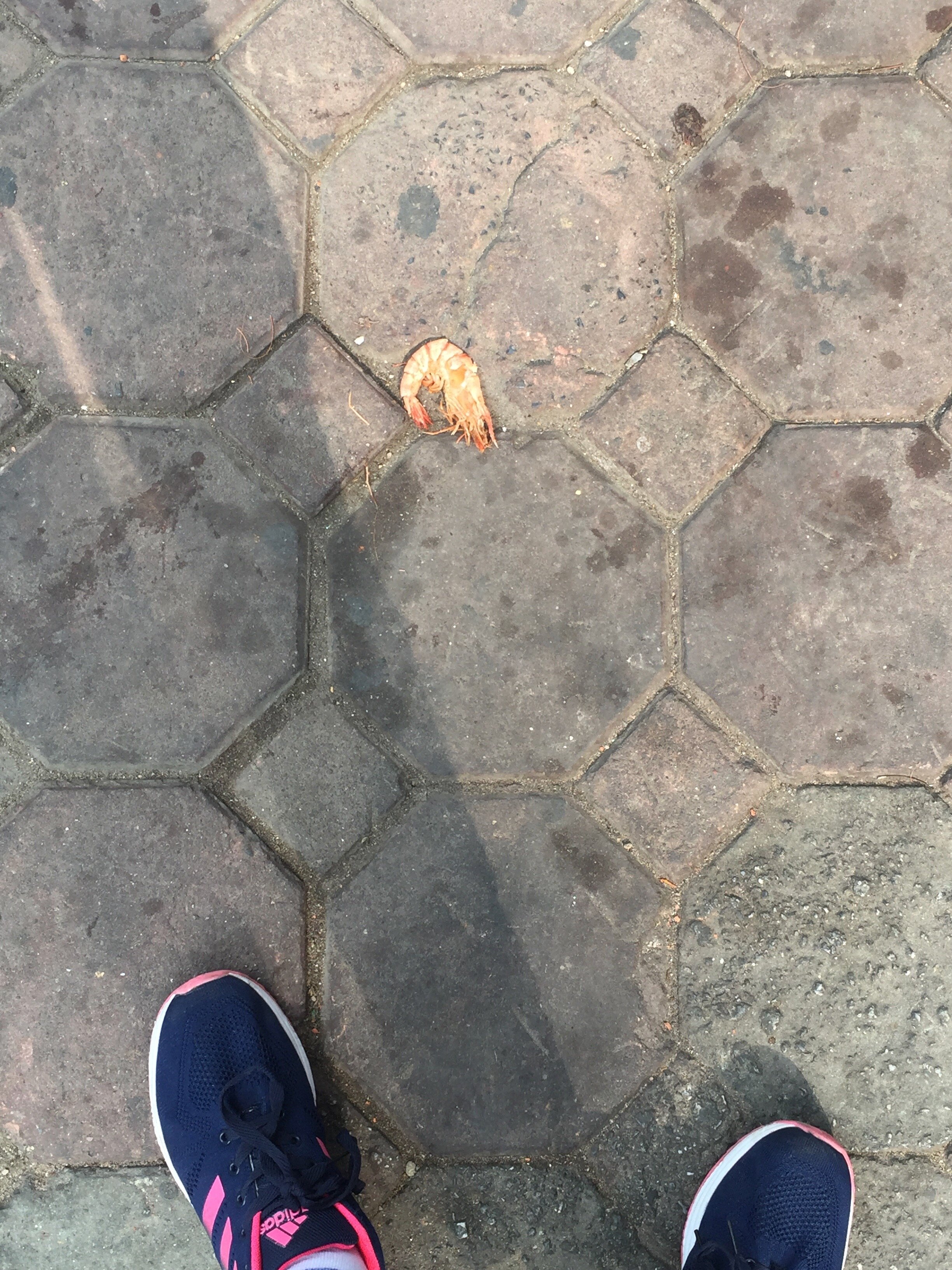 two shrimps far from home