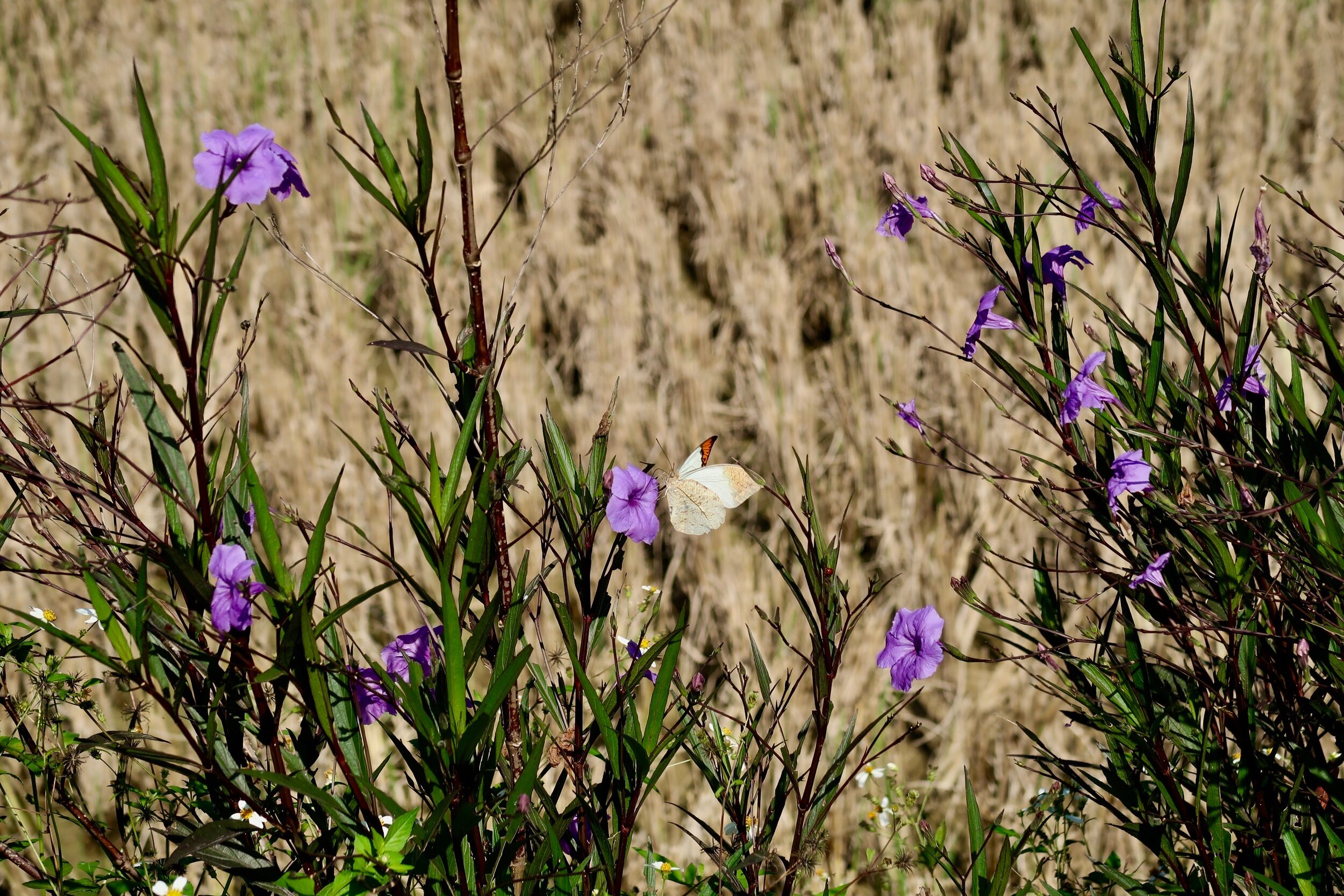 the local flora