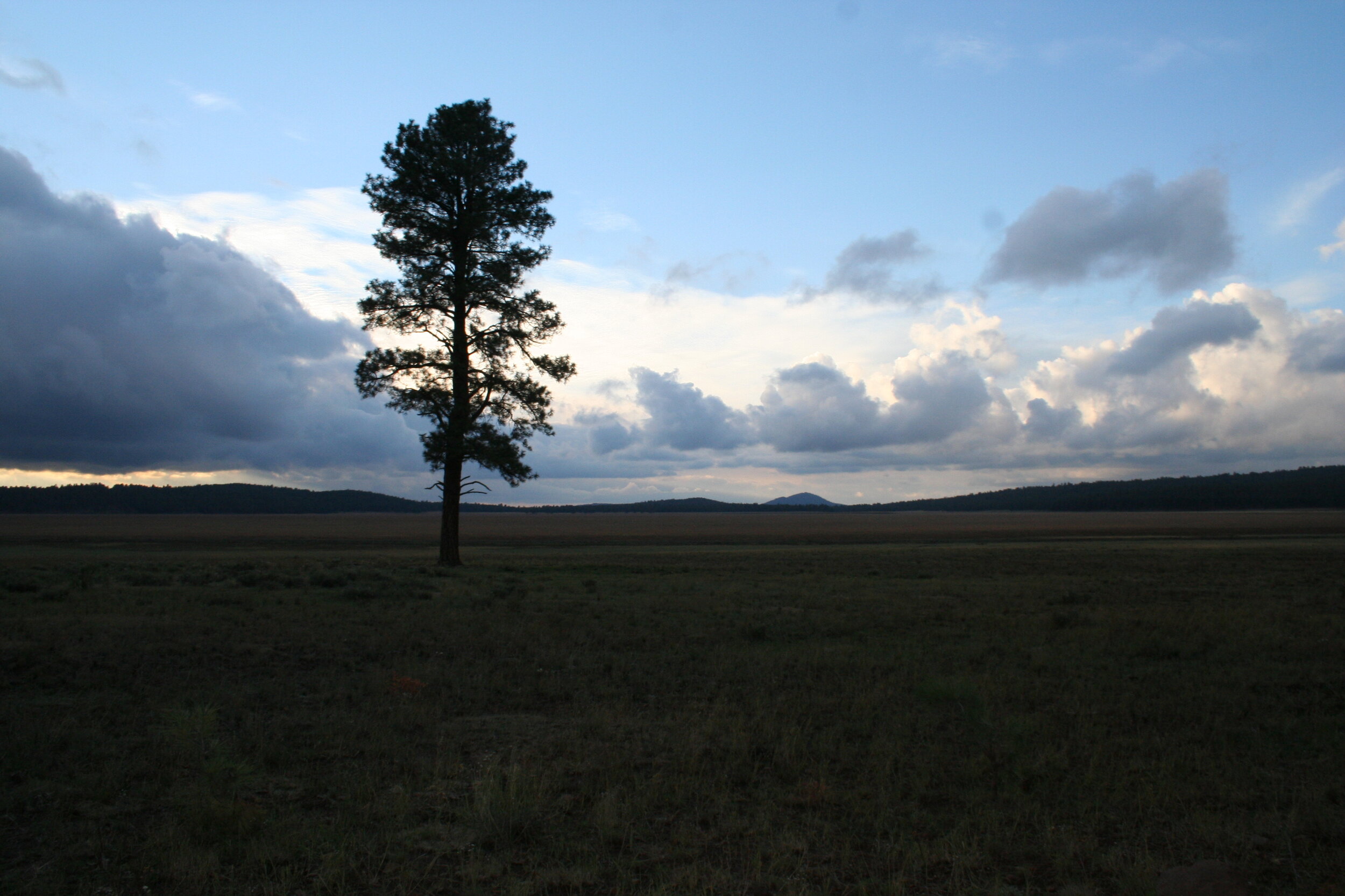   A lone tree seen on our way to Fernow Cabin, SW of Flagstaff.  