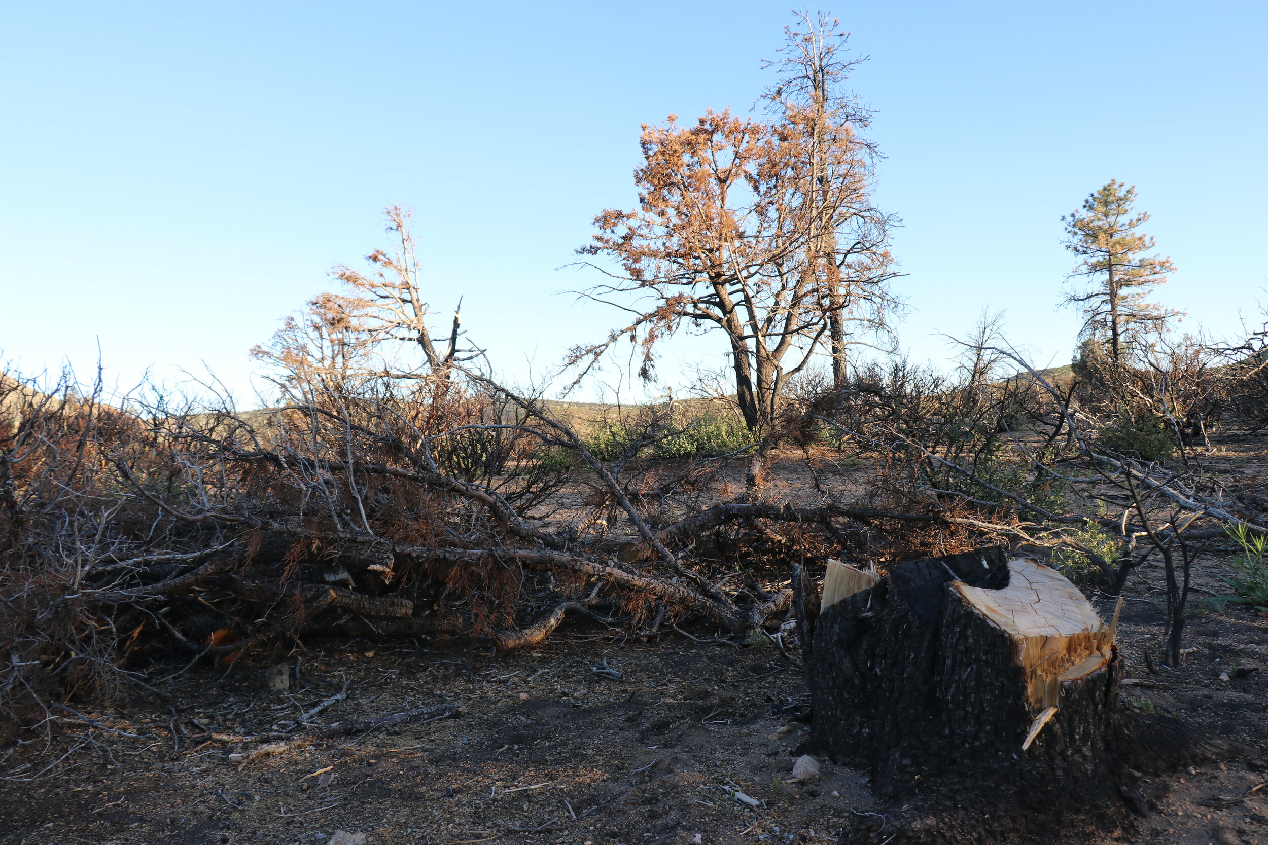 Some of the burned area near camp.