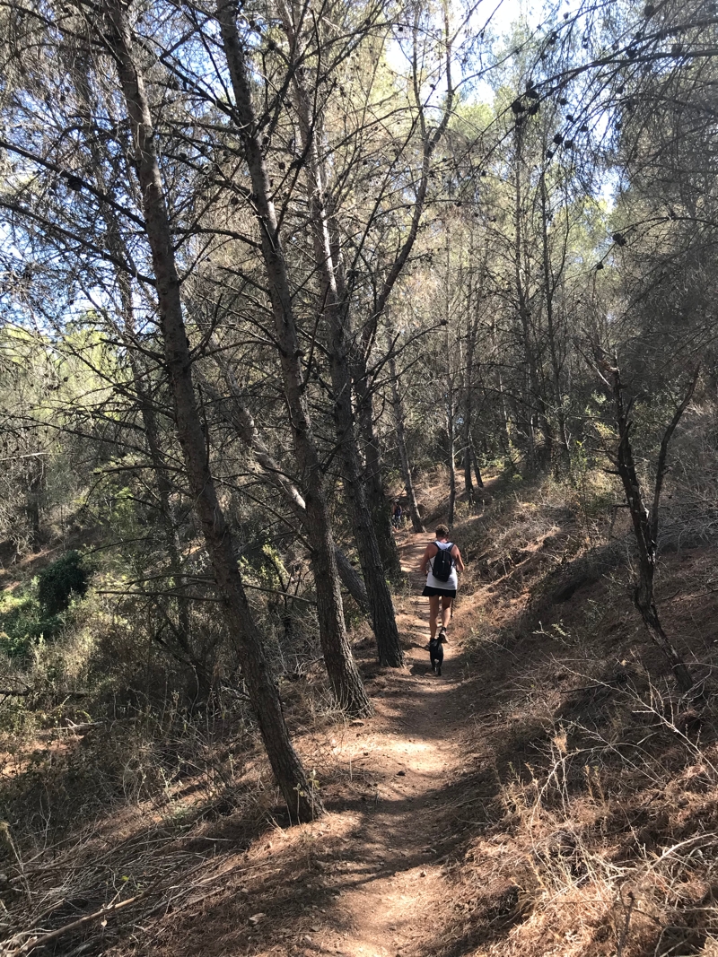 Run 1650 - RH Chilli - 21 Aug 2019.jpg