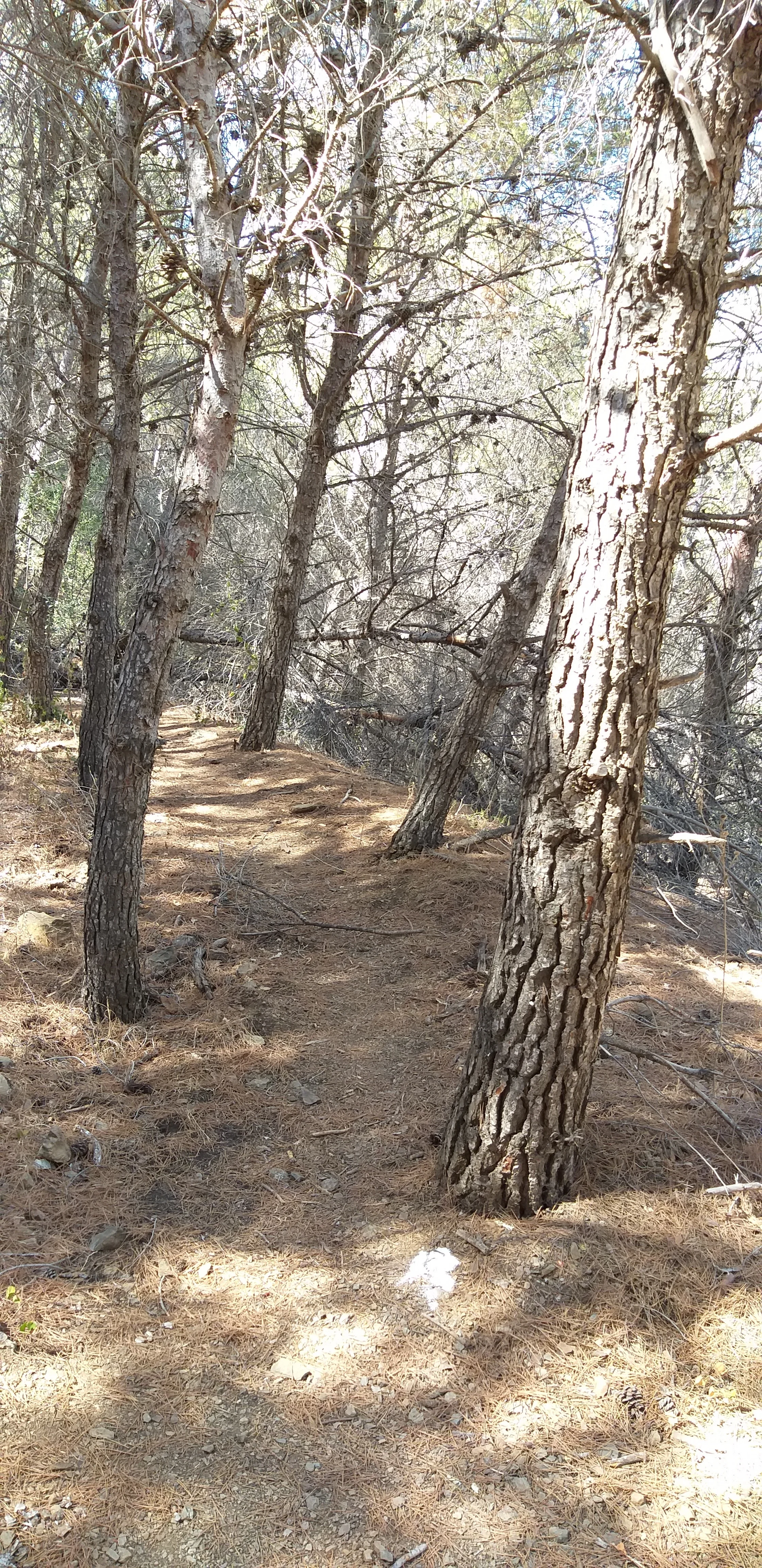 Mijas H3 - Hash Flash GC - Run 1650 - 28 Jul 2019 - Photo 9.jpg