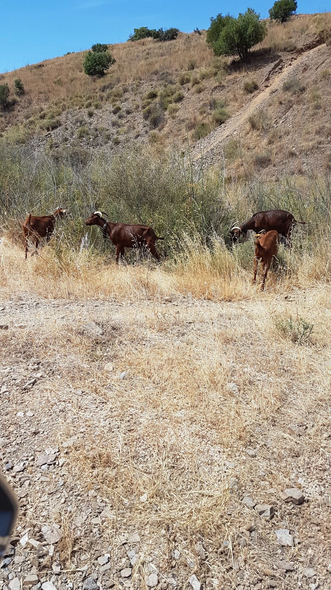 20190616_162903_resized.jpg