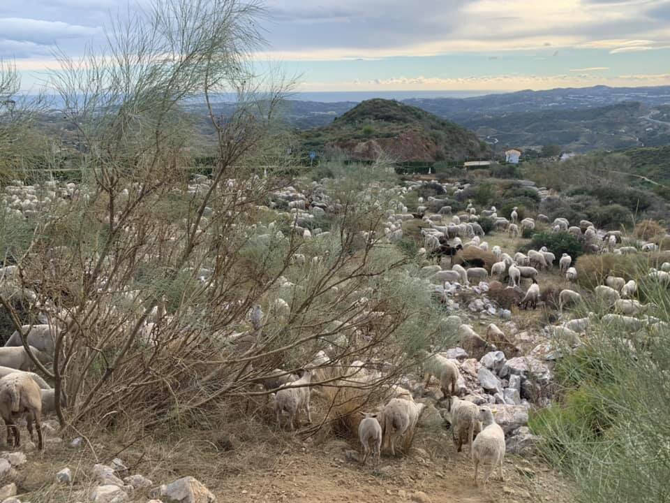Mijas H3 - Hash Flash Master Bates - Run 1725 - 06 Dec 2020 - Photo 21.jpg