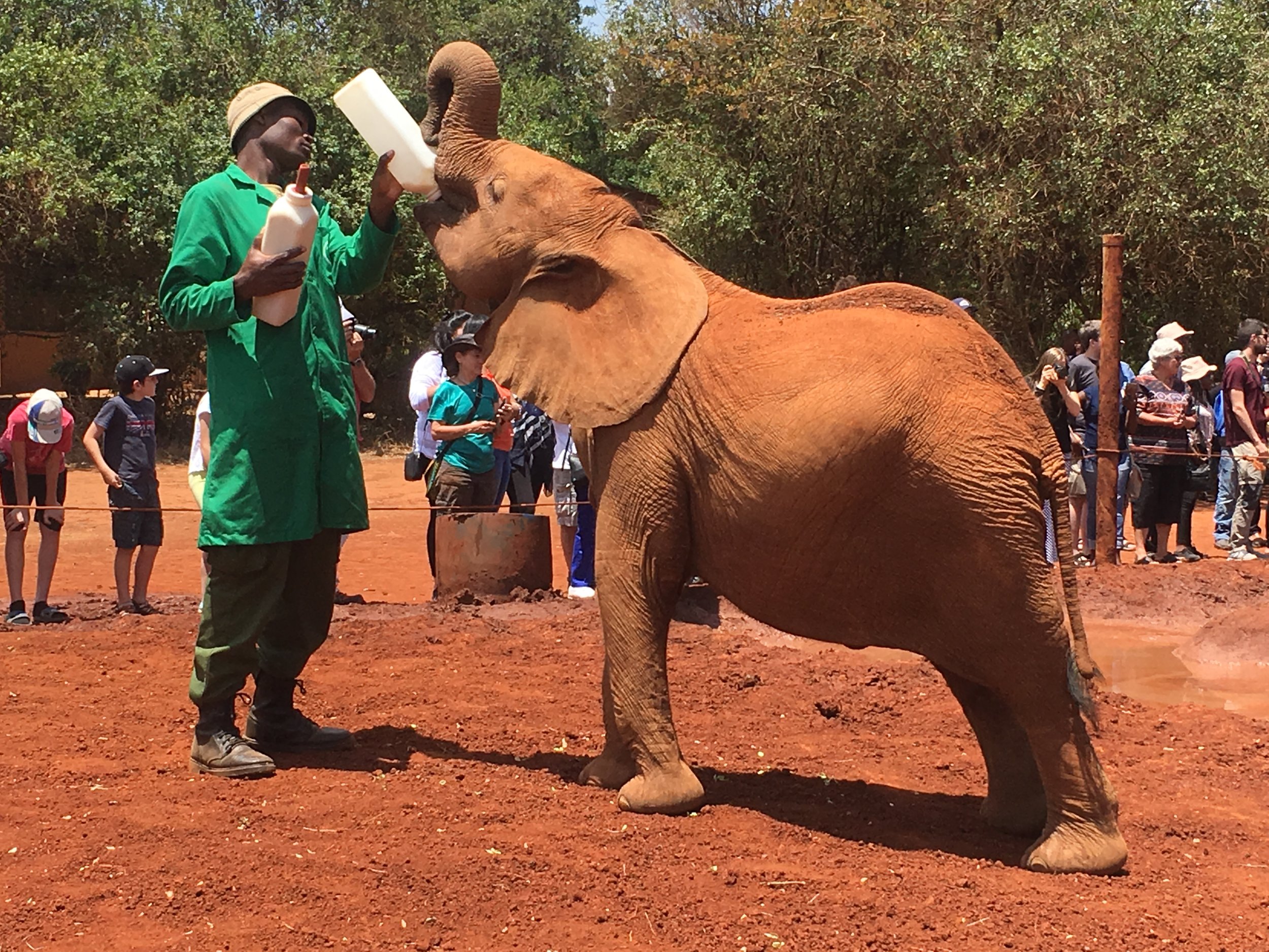 baby elephant feeding at Sheldrick's Elephant Orphanage 