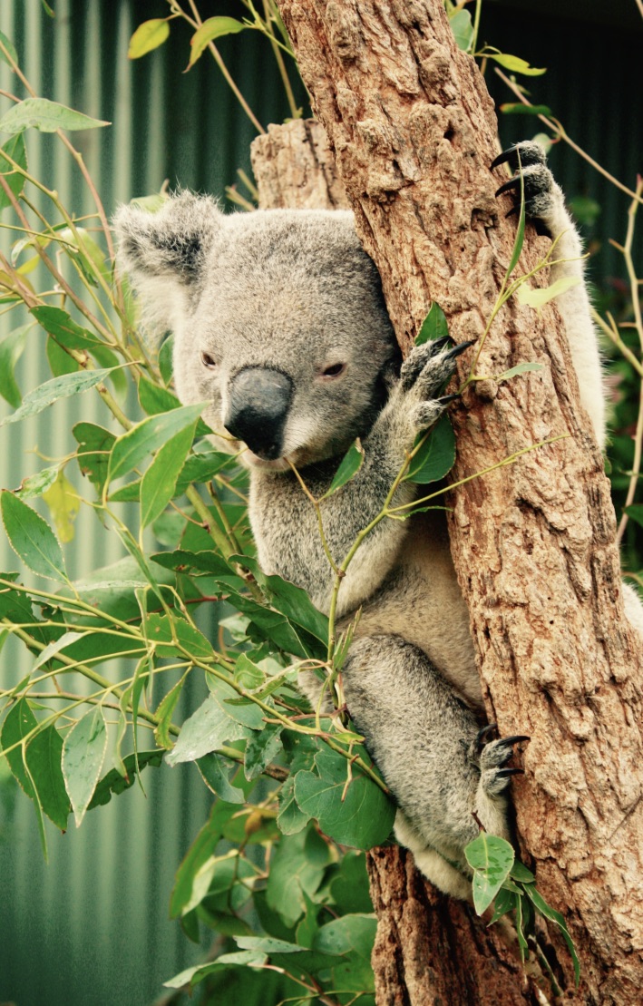 Koala clutching tree branch