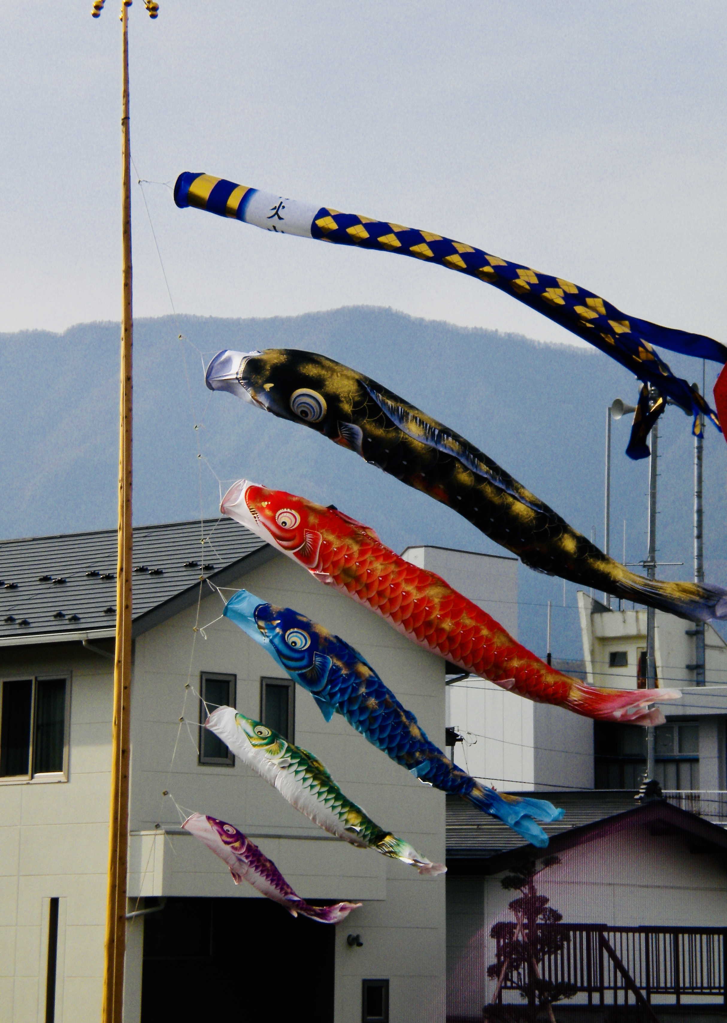 colorful koi flags japan