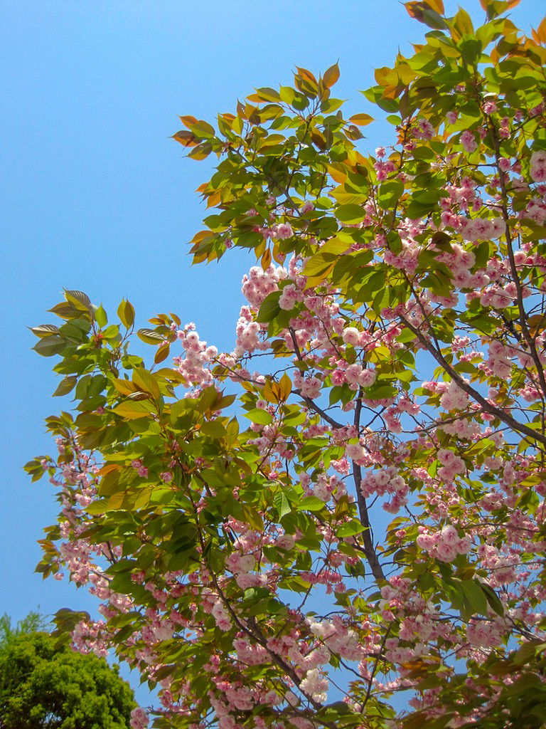sakura blossoms tokyo